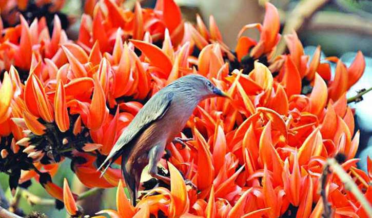 বসন্তের প্রথম দিন আজ
